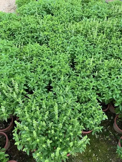 九层塔盆栽食用主厨房食用九层塔潮汕金不换盆栽罗勒植物香料甜罗勒苗