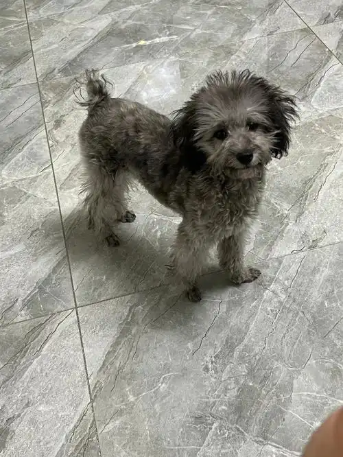 灰泰迪四个半月了