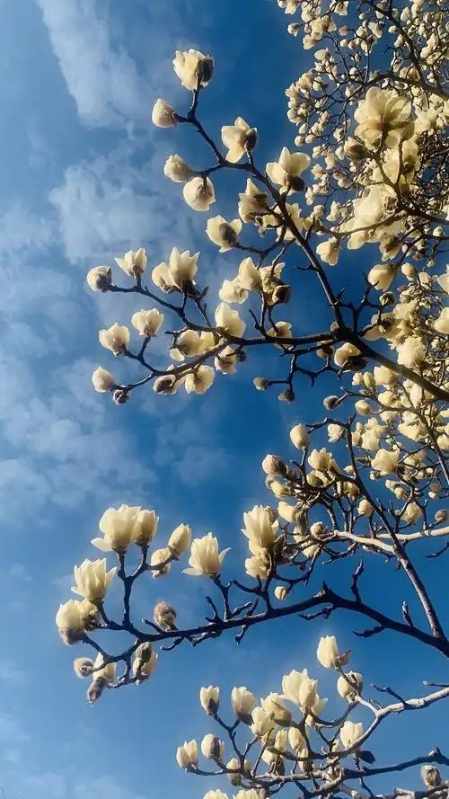 2021年2月27日,上午泉城济南大明湖的风光真的是太美了(王玉山手机