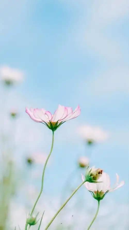 小清新简约的静物图片 风吹起如_唯美图片_我要个性网