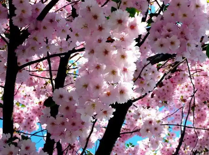 百花齐放春满园美图