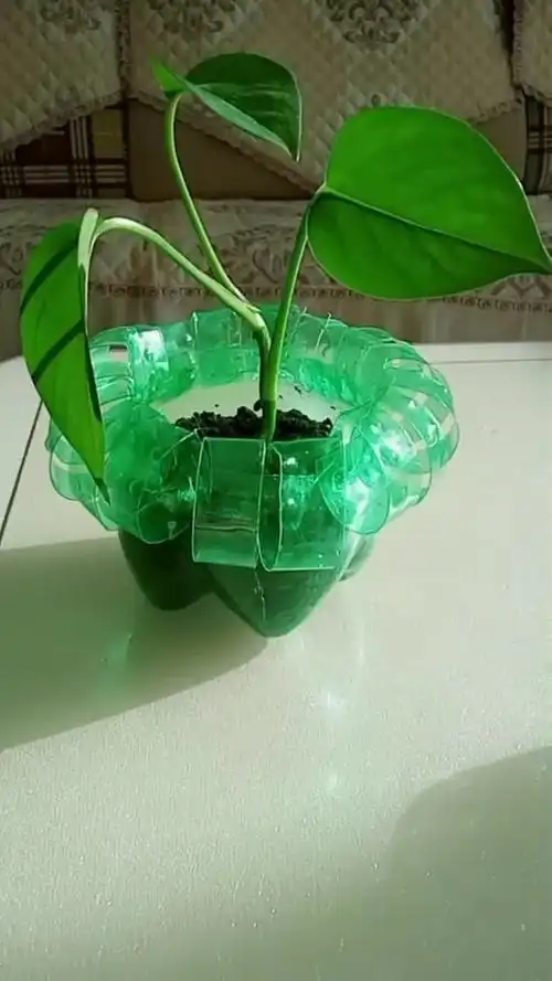 我怎么这么好看#雪碧瓶大变花瓶!