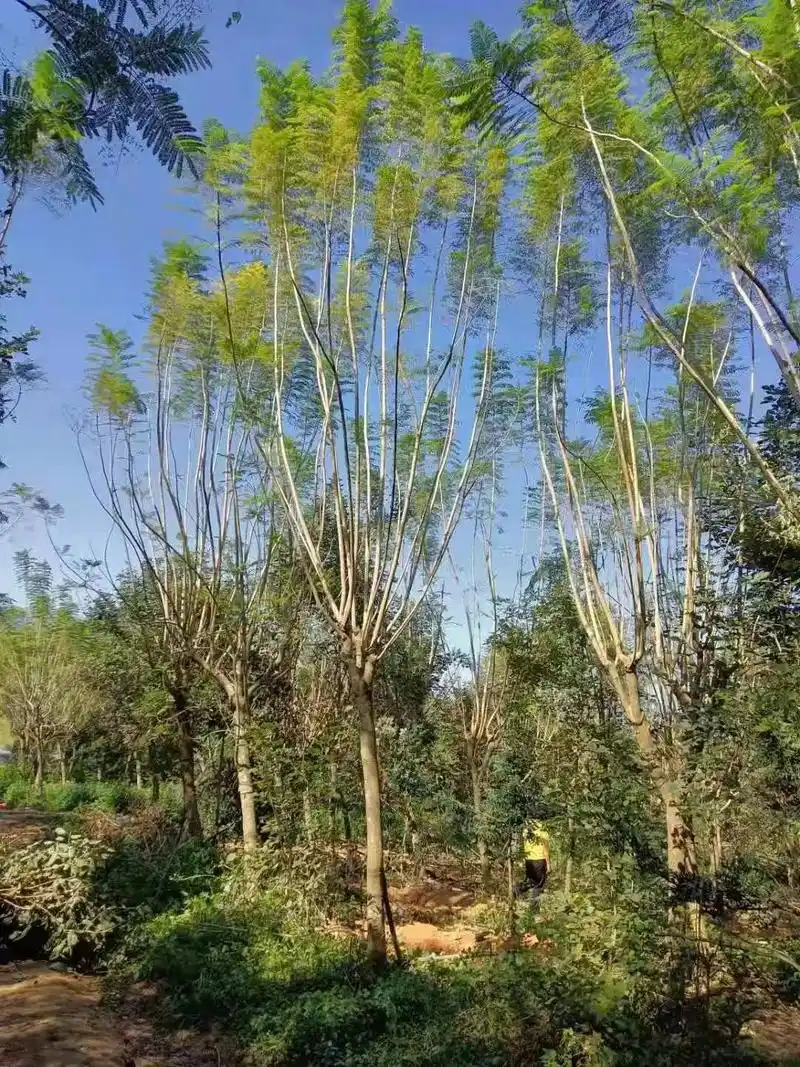 蓝花楹15公分地苗,①手货源300棵现货#广绿化园林景观 # - 抖音