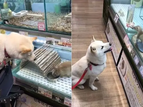 白柴逛宠物店好嗨 甜笑趴橱窗「观赏小动物」:好想养