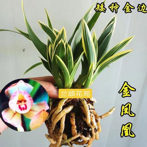 兰花金边矮种 金凤凰 精品四季兰花 建兰名品 圆尾艺兰花卉草