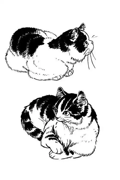 白描猫咪画稿20幅!