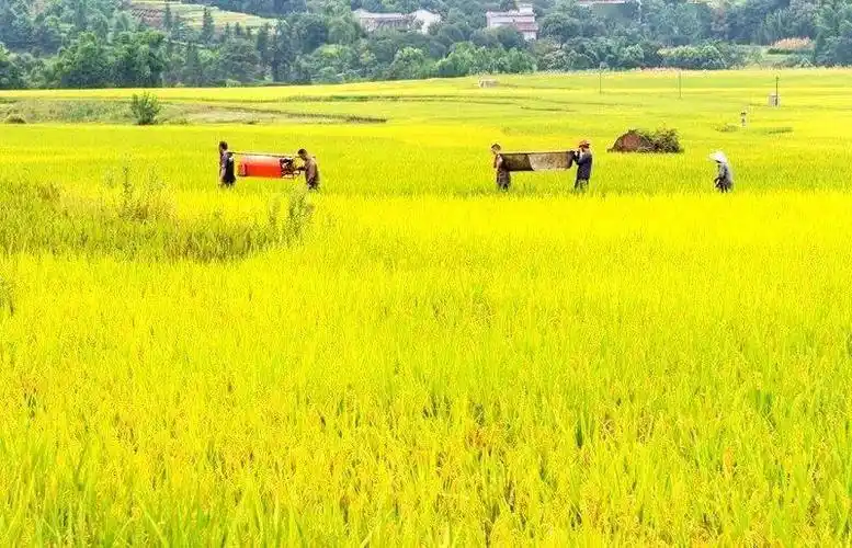 秋收丨红岩水稻大丰收满田尽披黄金甲