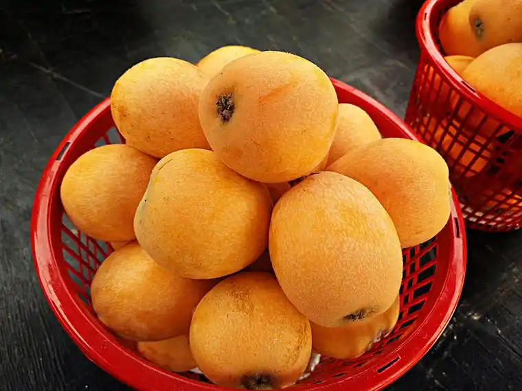 枇杷果图片_图片大全