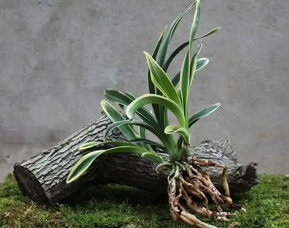 金边兰花有几个品种金边兰花哪个品种好