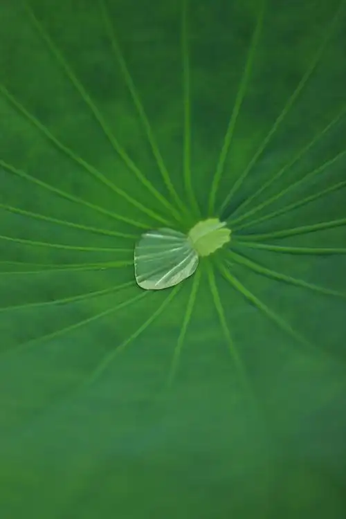 水珠荷叶水珠绿叶禅意水滴荷叶