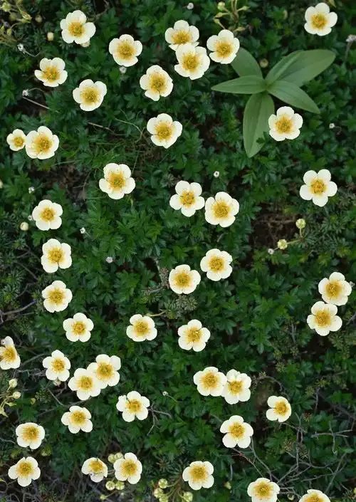 除了看上去赏心悦目之外,在家里摆放植物还能净化室内空气.