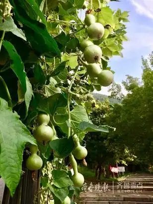 情报站|喜气!一根藤上结7个"葫芦娃"