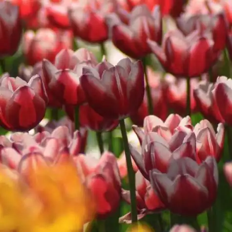 最鲜艳的郁金香头像柔美漂亮的郁金香图片