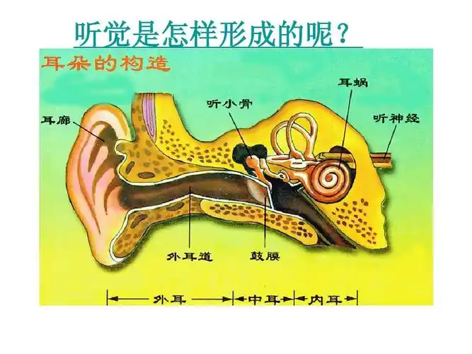 1 (缺眼和视觉)耳和听觉ppt