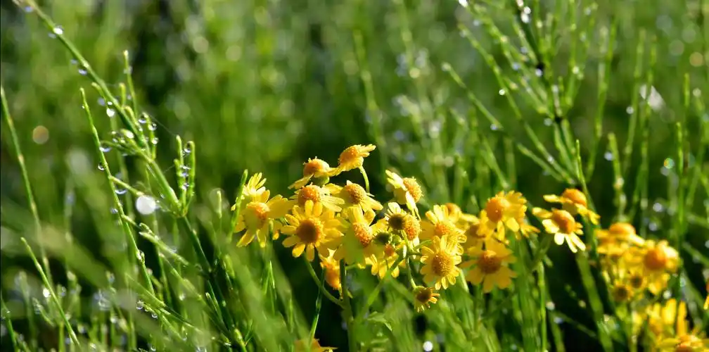 后经的清晨阳光