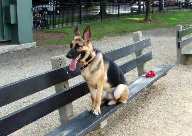 看到人家的德牧能带孩子,就不要以为你也能训练出一样听话懂事的德牧