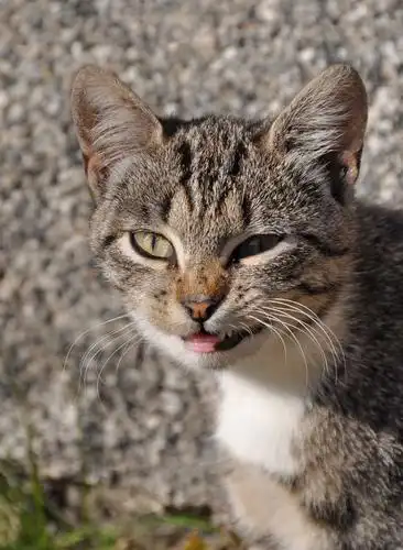 眼神犀利的猫咪