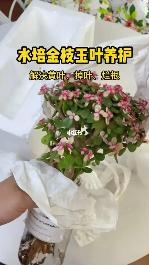 金枝玉叶水培养护教程