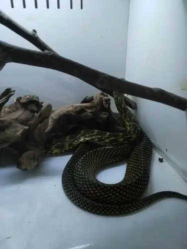 瞧,可爱的小花蛇.