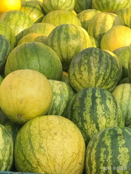 独具风味的"兰州籽瓜"又来到这个城市,与喜食者如