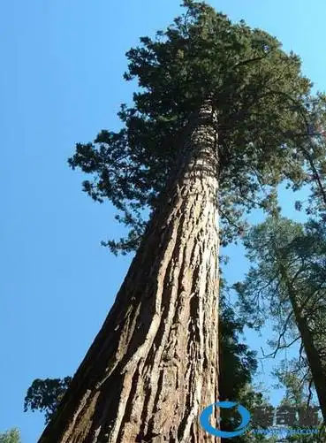 世界上最高的十大树排名:第一澳洲杏仁桉树高达156米,赫利俄斯排第六