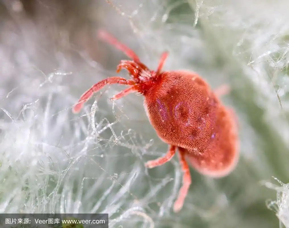 红色,微距,蜱,自然,无人