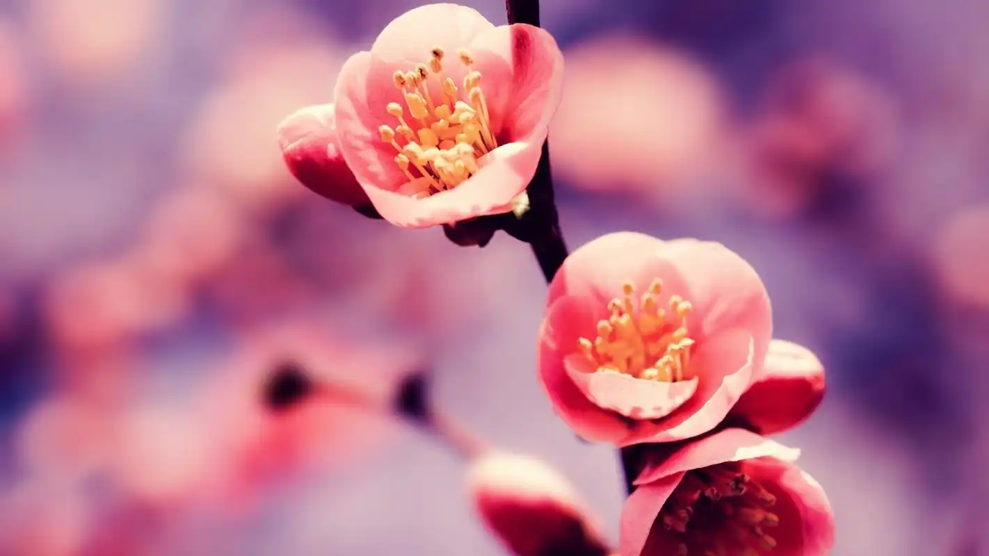 小清新风格植物桌面壁纸