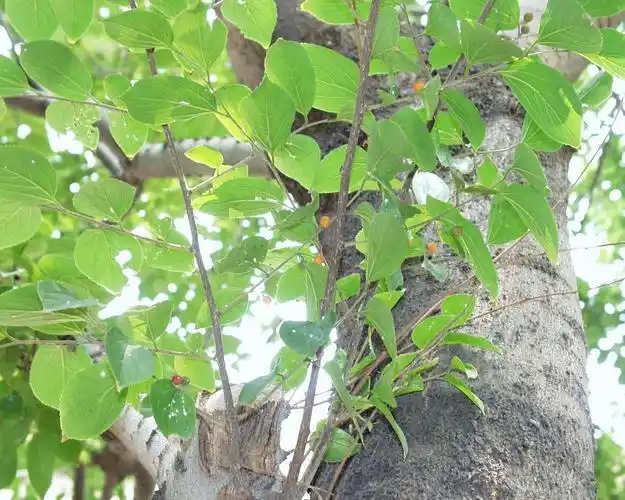 朴树(植物)是什么样子的,哪位仁兄能发给我几张清晰的图片?