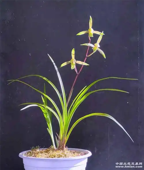 今年开的一些送春随拍,大家欣赏-送春篇-中国兰花交易网社区