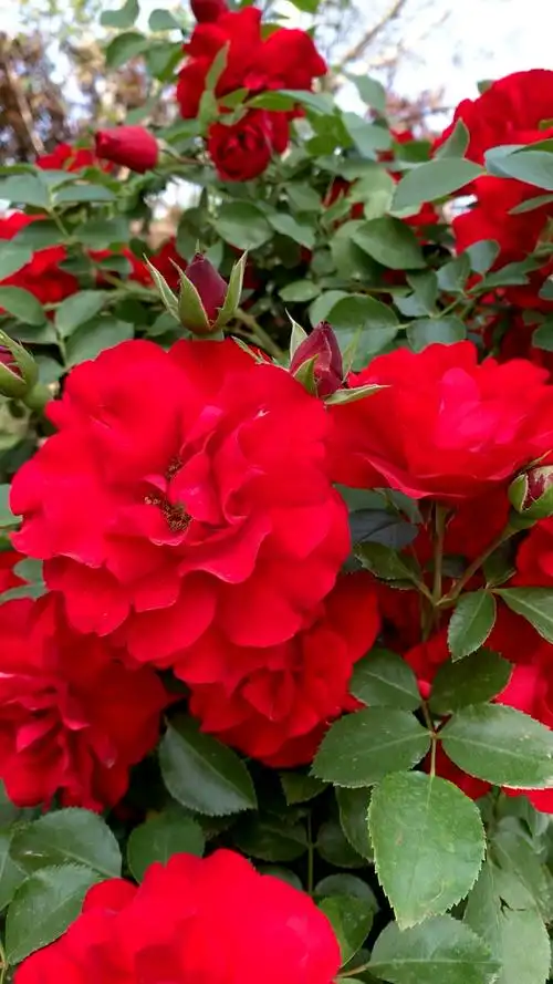 鲁硕红三季红蔷薇