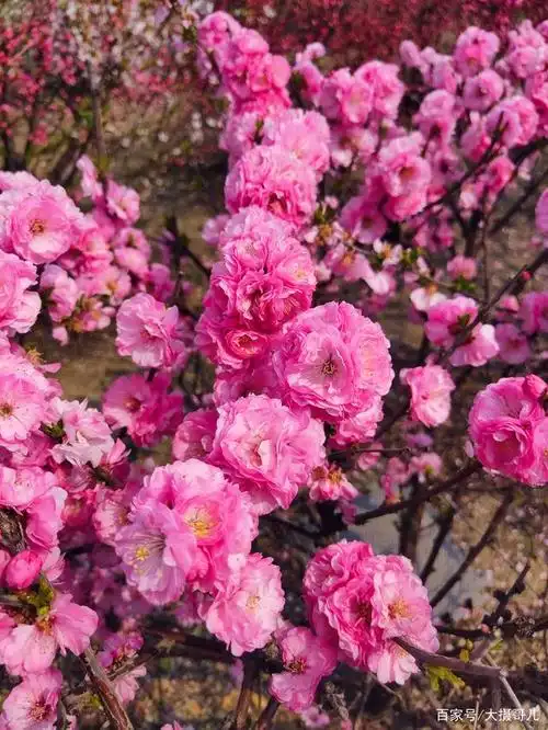 海城的小桃红绽放了!开得这样鲜这样艳!