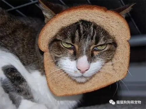 在面包片上开个洞,然后套在喵星人脑袋上,也是别样的可爱呢