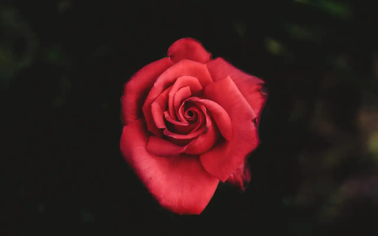 艳丽动人的红色玫瑰花图片桌面壁纸