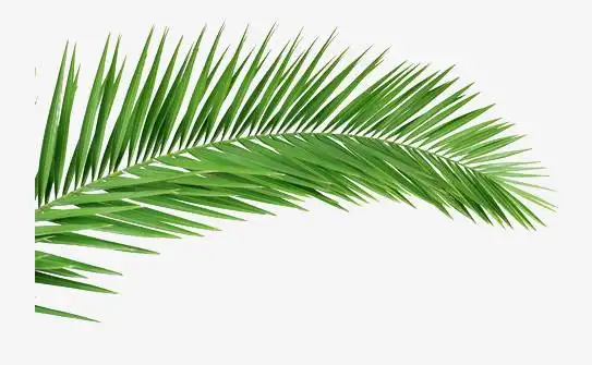 芭蕉叶png图片素材下载_芭蕉叶png_熊猫办公