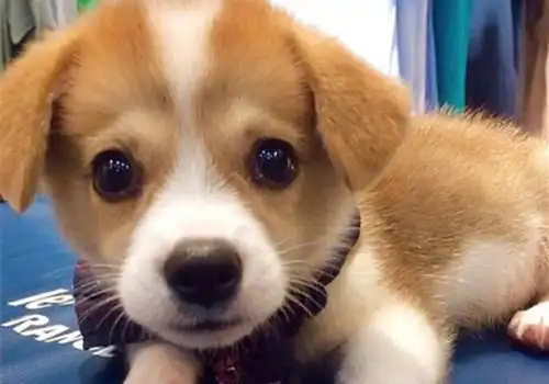 超萌柯基简单图片可爱的呆萌柯基