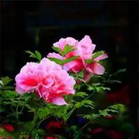 微信头像含苞欲放牡丹花点击鼠标右键下载