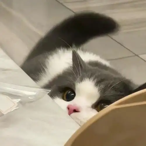 分享一组超可爱的猫咪头像93#无水印头像#.#猫咪头像