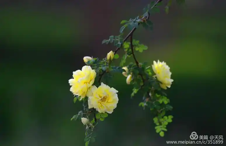 刺梅花开亦妖娆