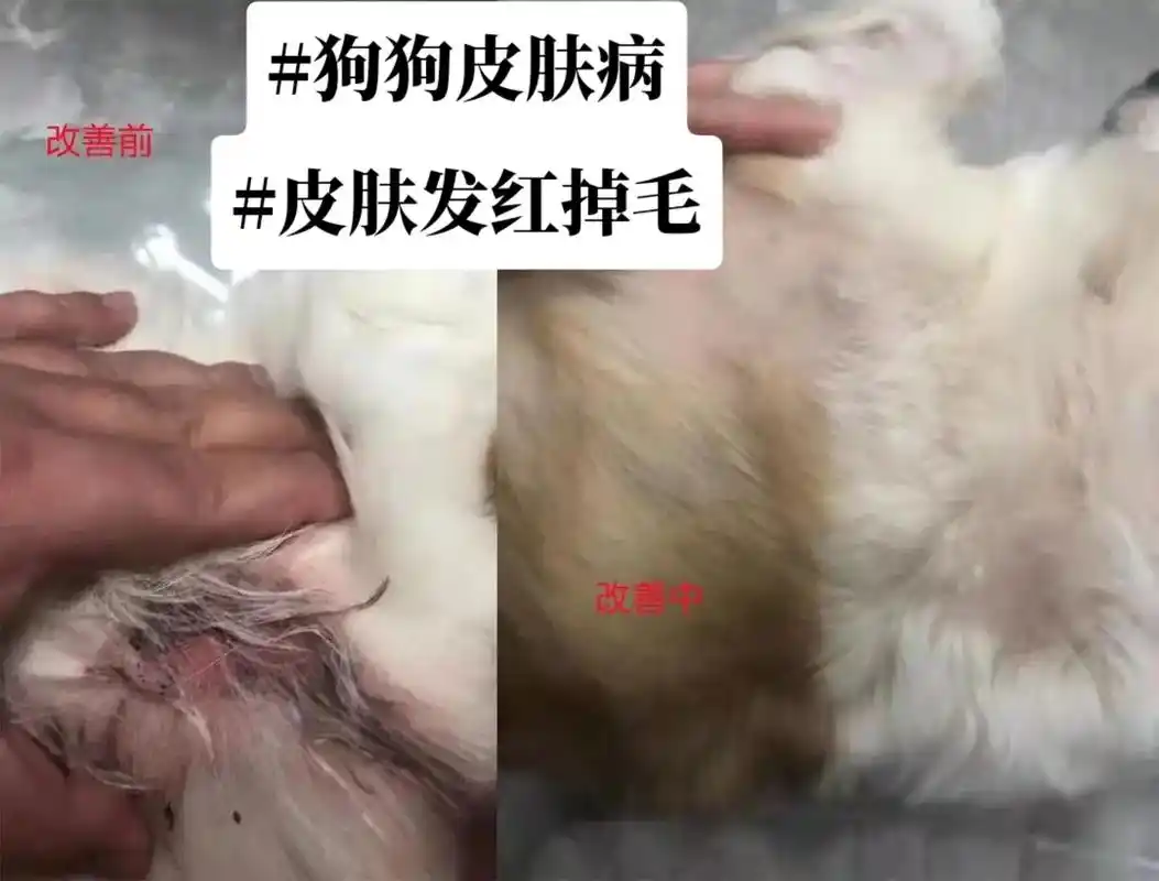 狗狗皮肤发红掉毛 使用宠癣净系列 之后好了很多!坚持使用恢 - 抖音
