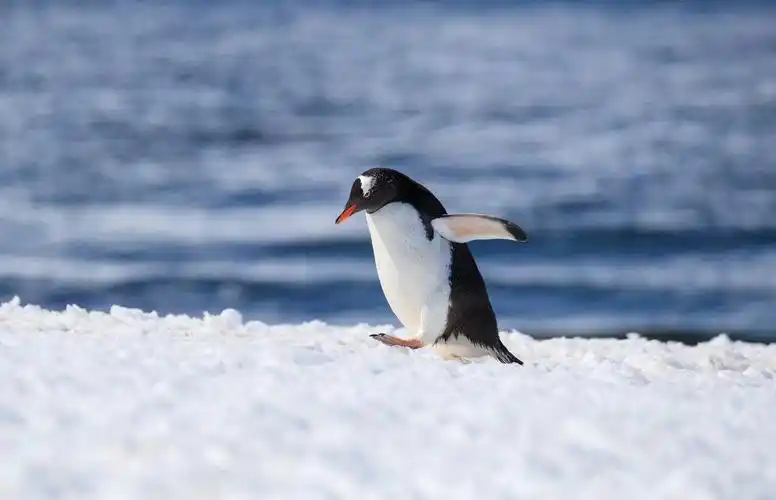 庆阳企鹅出租展览多少钱一只怎么收费