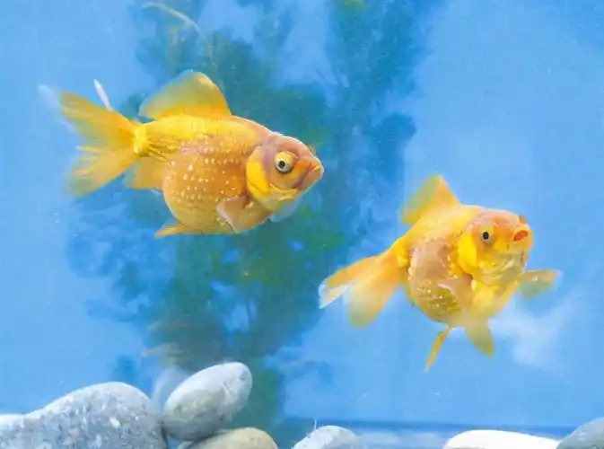 各种各样的金鱼