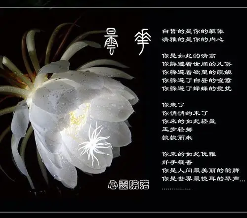 昙花一现为韦驮!(wqhr 摘编)