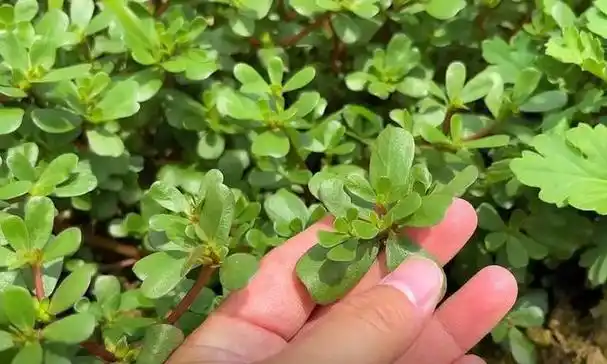 春天吃野菜黄金期这10种野菜能消炎止咳解毒通便