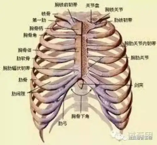 胸椎的特点颈椎的特点