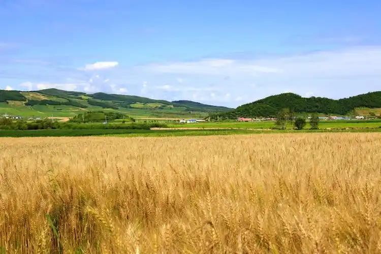 麦浪滚滚,又到秋收季节