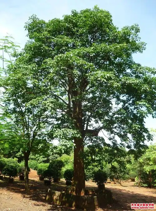适宜在市区做行道树的植物树种有哪些