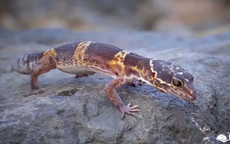 萨德布尔山脉豹纹守宫野外观察satpuraleopardgecko