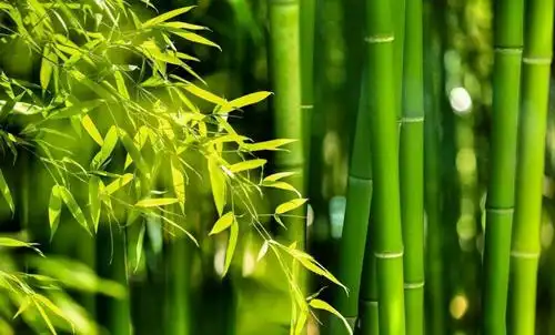 怡闲淘韵颂风雅(美篇用)