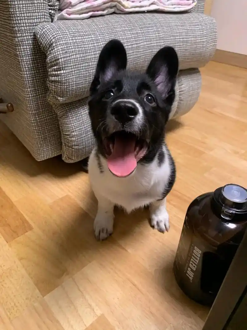 寻爱犬启示 3个月黑白花中华田园犬弟弟名叫吨吨.于2月5日 - 抖音