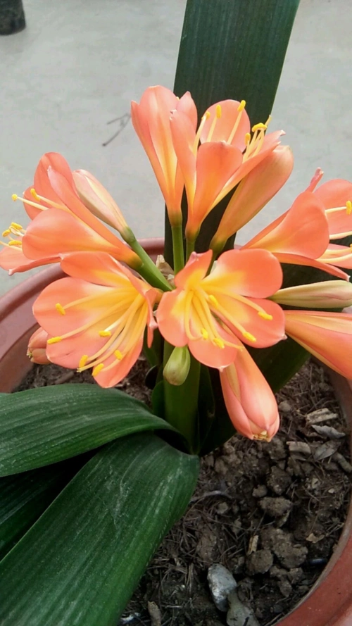 5种常见花,不能猛晒太阳,容易灼伤叶子